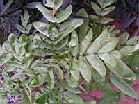 Kalanchoe prolifera (fam Crassulacees) (Madagascar) (2) (Photo F. Mrugala)